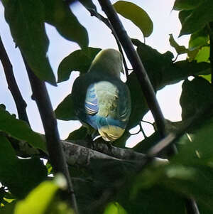 Ptilope de Raiatea