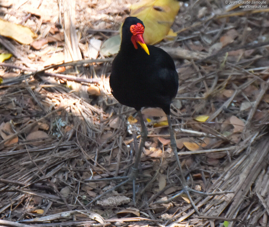 Wattled Jacana