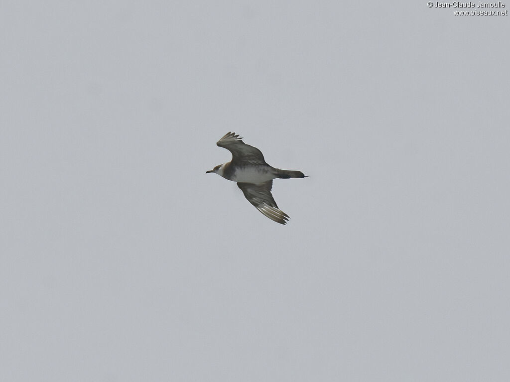 Parasitic Jaeger
