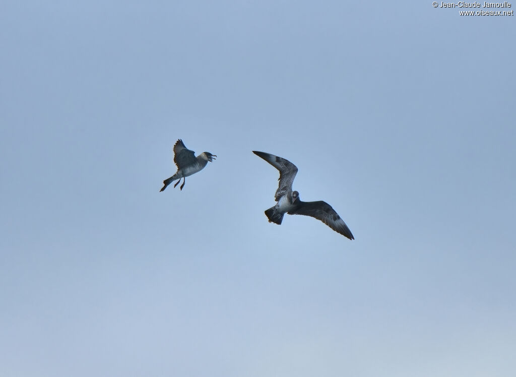 Pomarine Jaegeradult, Behaviour