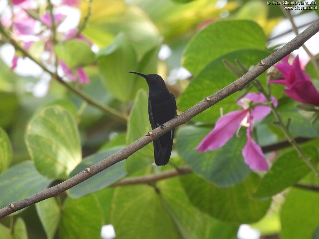 Mango de Jamaïque