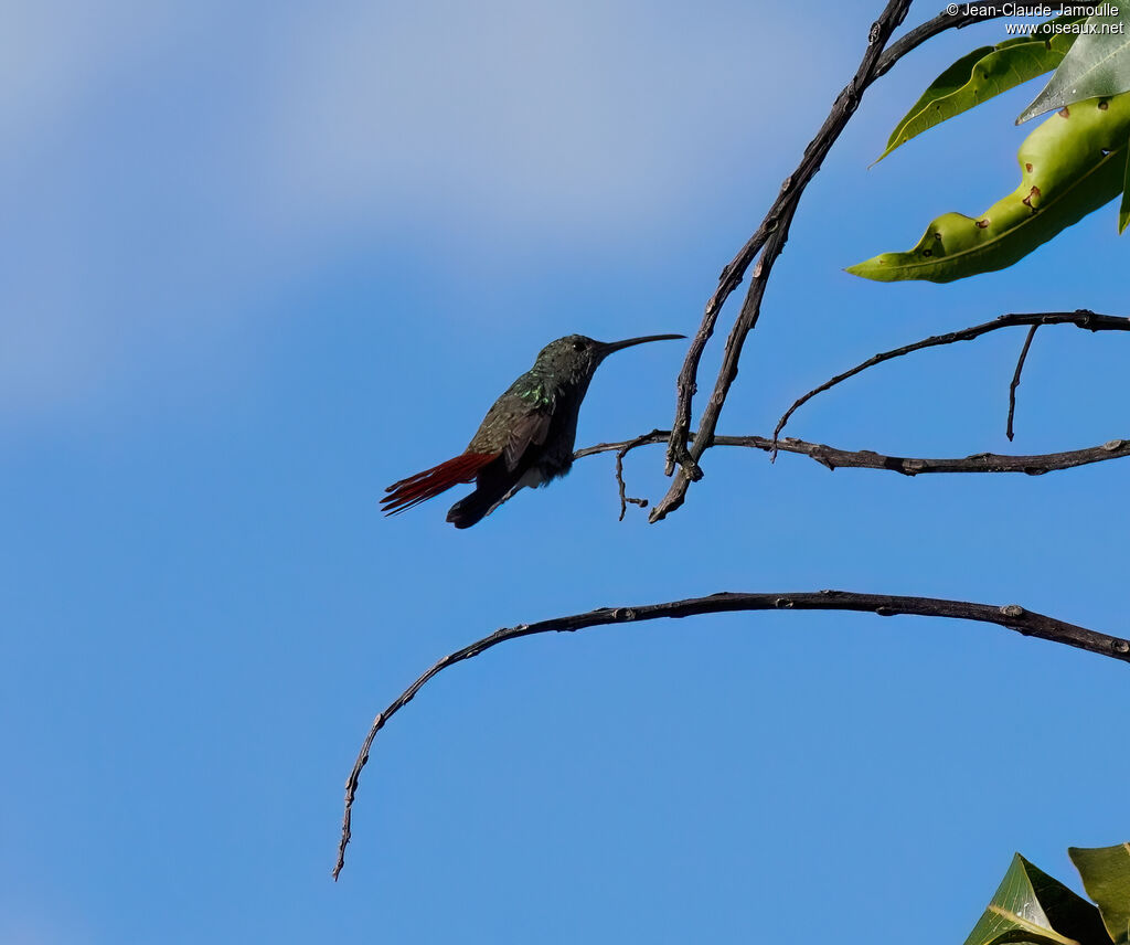 Mango de Prévost mâle adulte