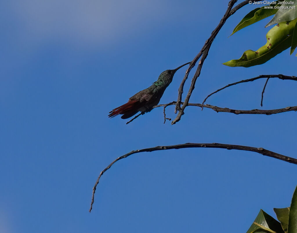 Mango de Prévost mâle adulte