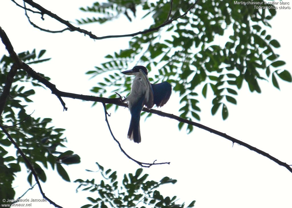 Collared Kingfisher, Flight