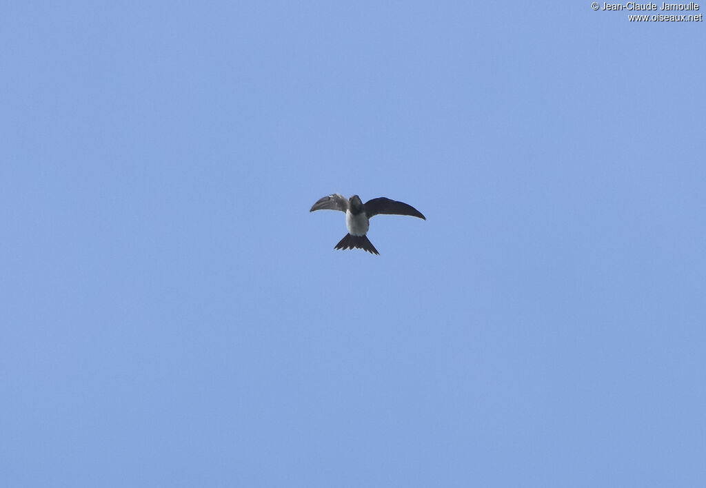 Alpine Swift