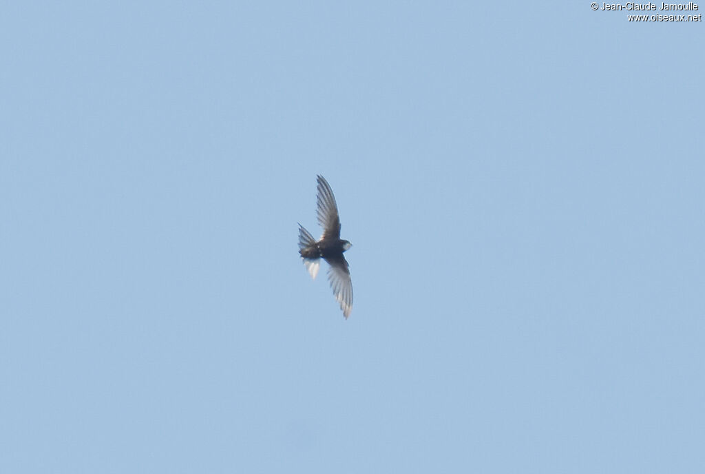 White-rumped Swift