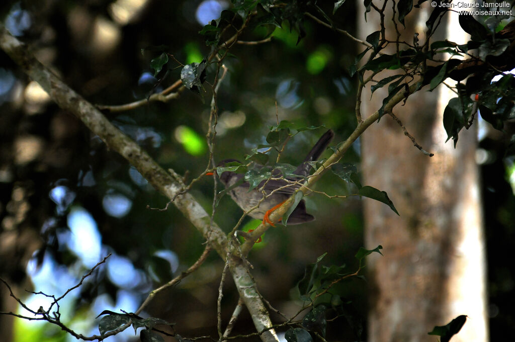 White-chinned Thrushadult