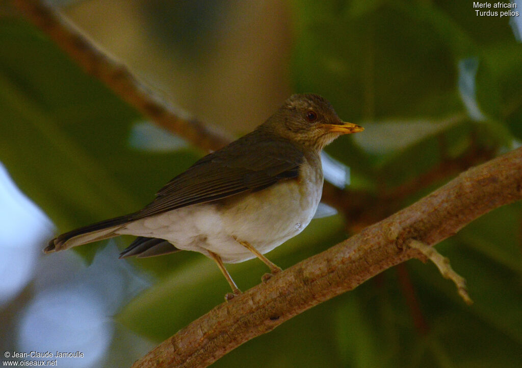 Merle africain, identification