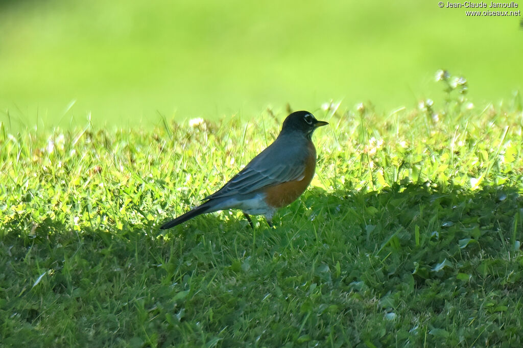 American Robinadult