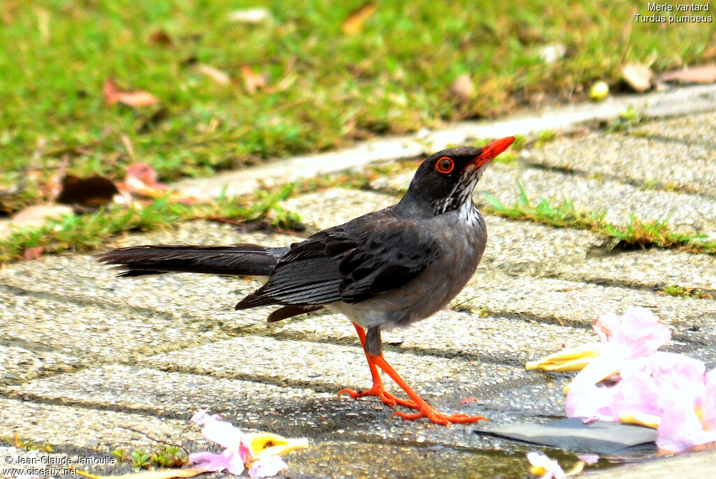Red-legged Thrush, Behaviour