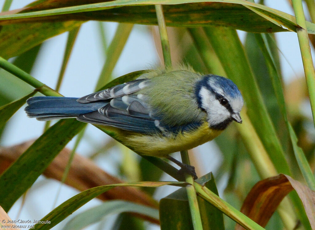 Eurasian Blue Tit