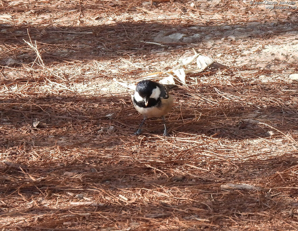 Coal Tit, feeding habits, eats