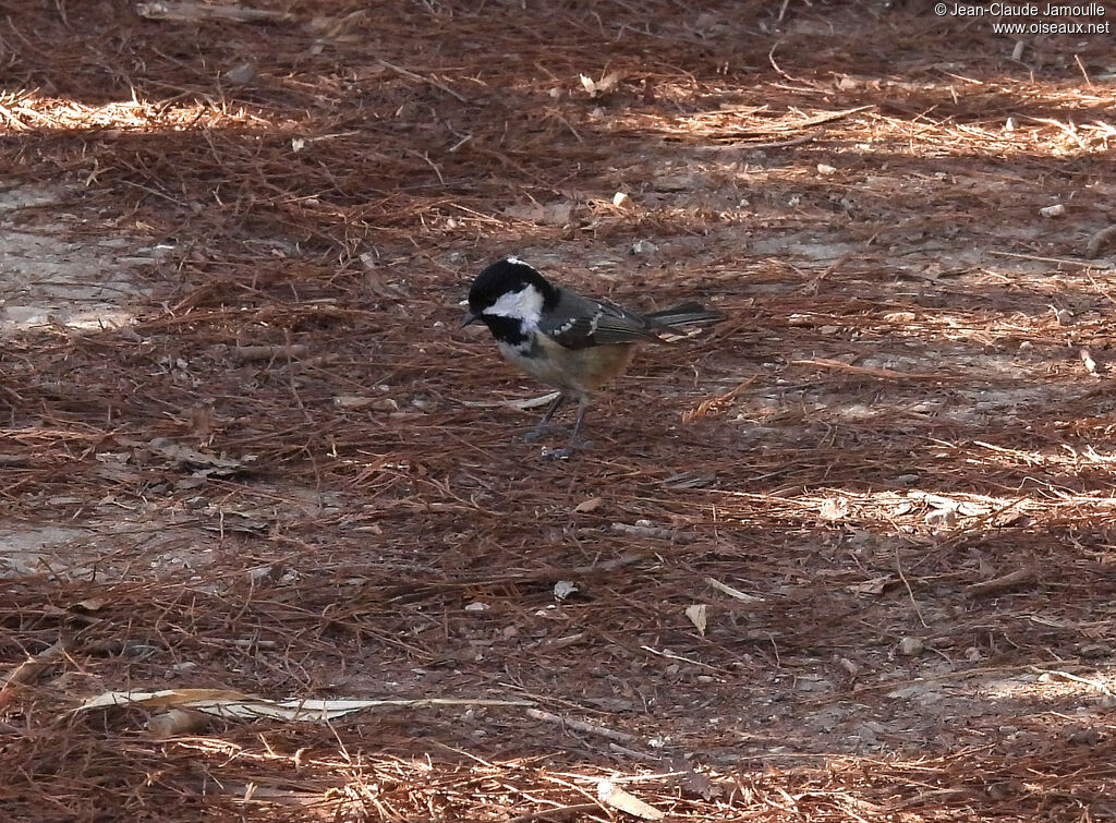 Mésange noire, régime
