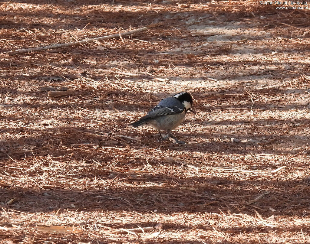 Coal Titadult, feeding habits, eats