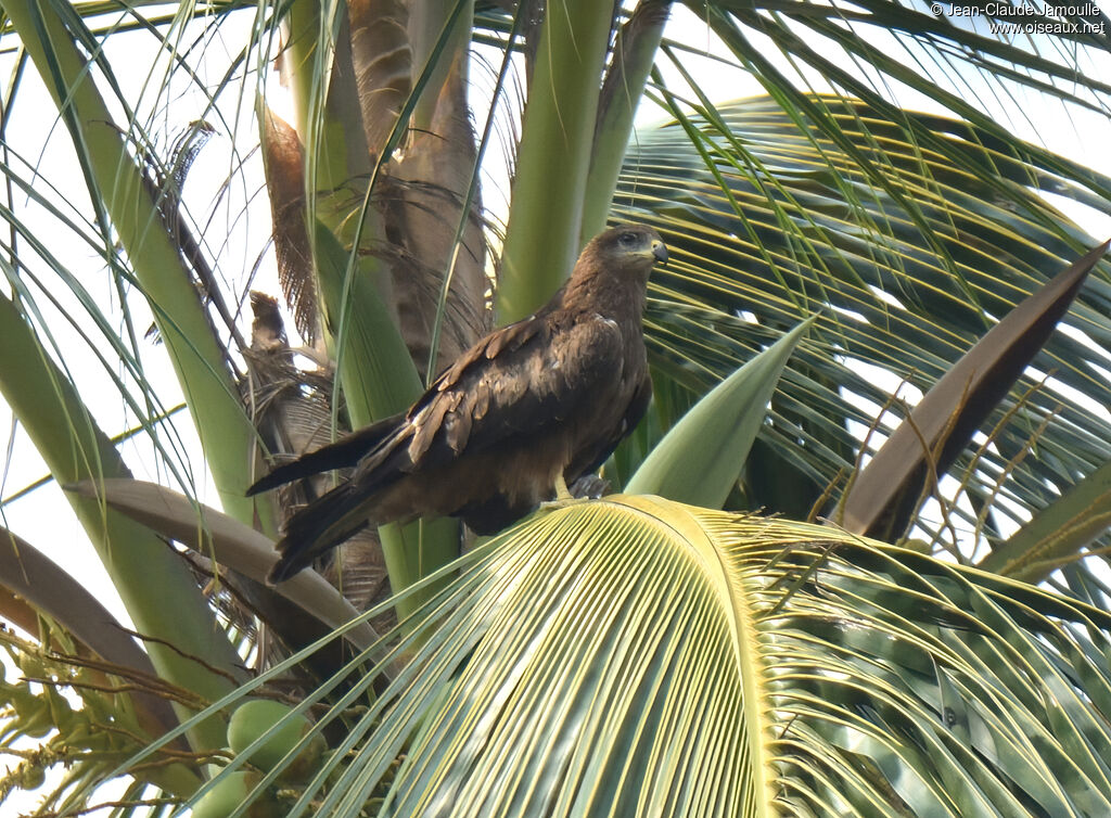 Black Kiteadult