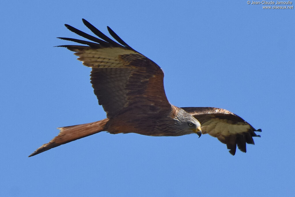 Red Kite