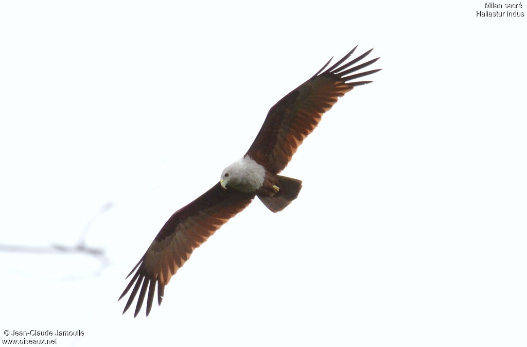 Brahminy Kite, Flight