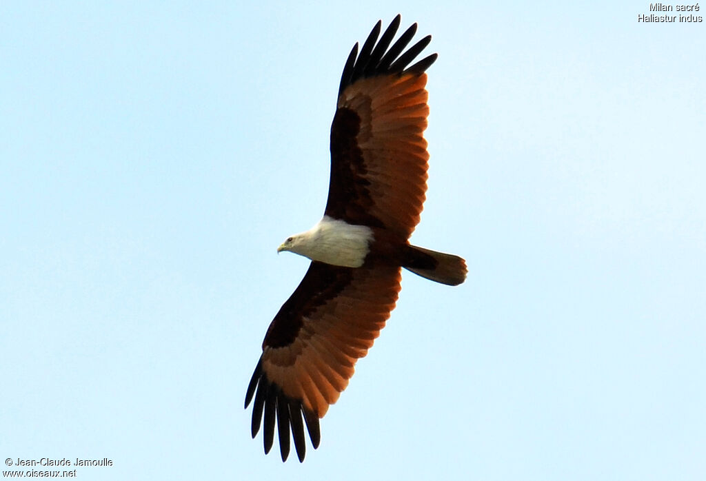 Brahminy Kite, Flight