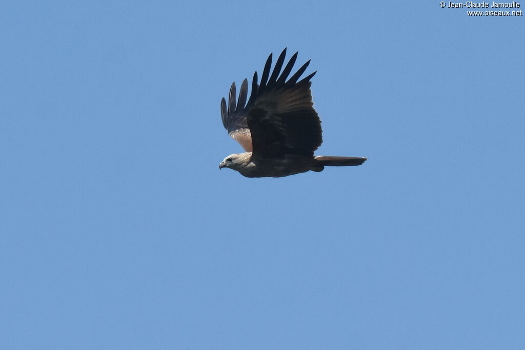 Brahminy Kiteimmature