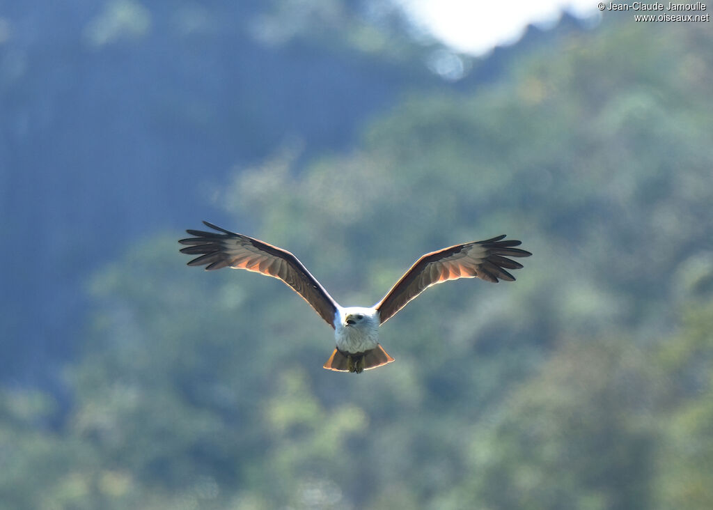 Brahminy Kiteadult, Flight