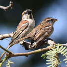 Moineau à dos roux