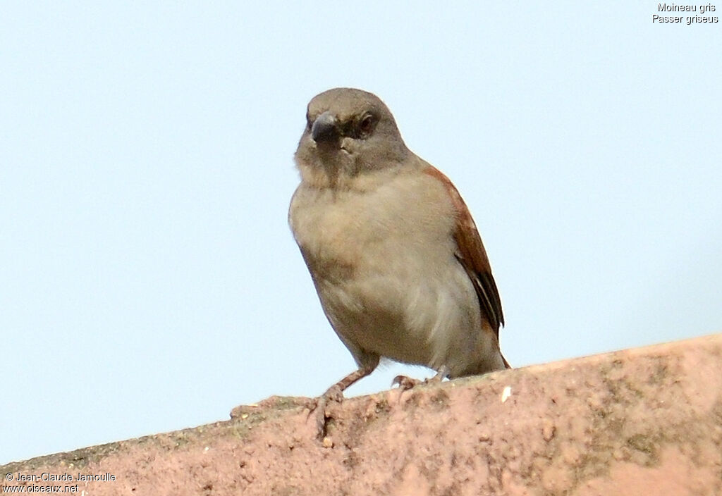 Moineau gris, Comportement