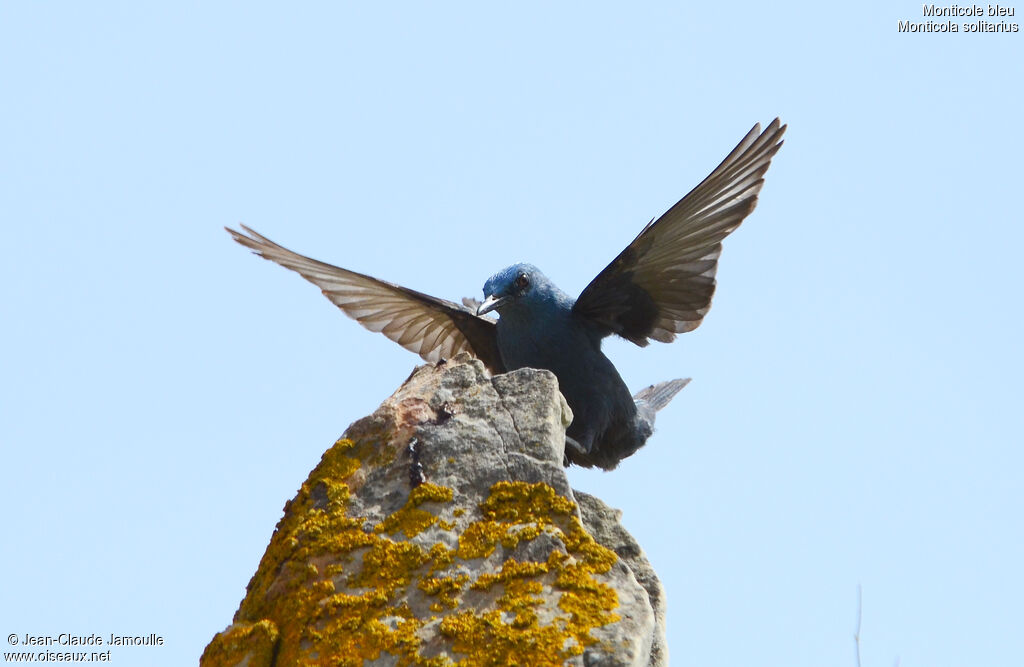 Blue Rock Thrush male adult, Flight