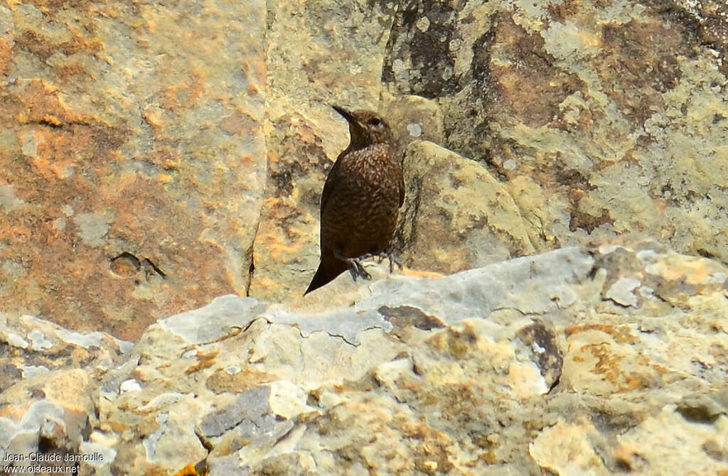 Blue Rock Thrushjuvenile, identification, Behaviour