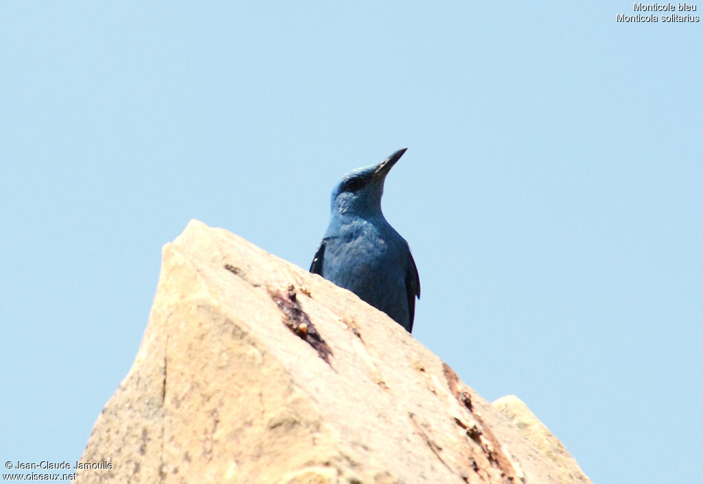 Blue Rock Thrush