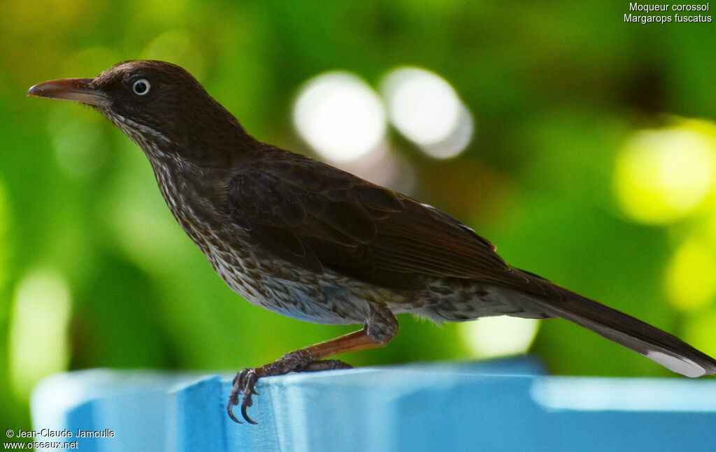 Pearly-eyed Thrasher, identification