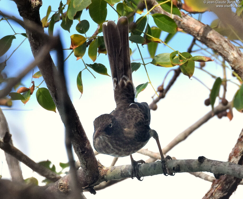Pearly-eyed Thrasher