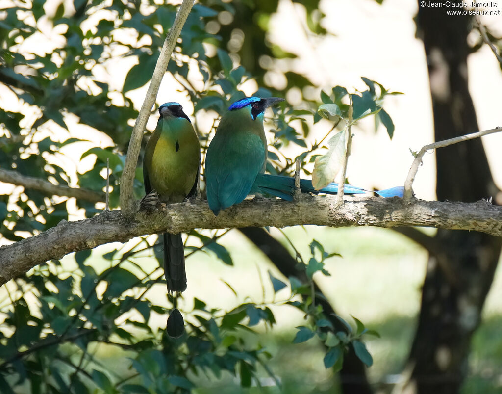 Motmot de Lessonadulte