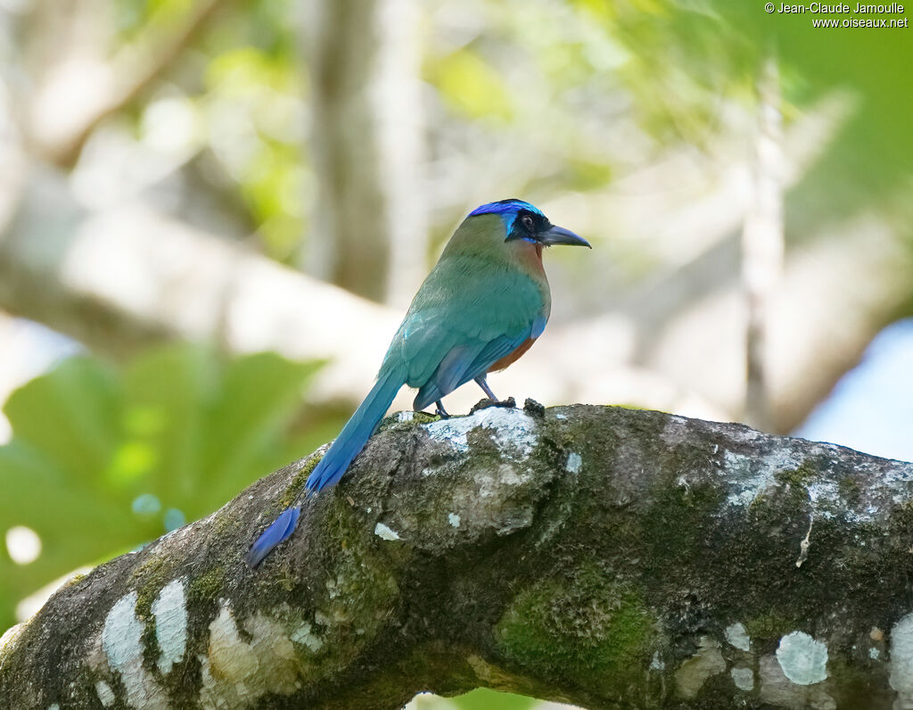 Motmot de Trinidad