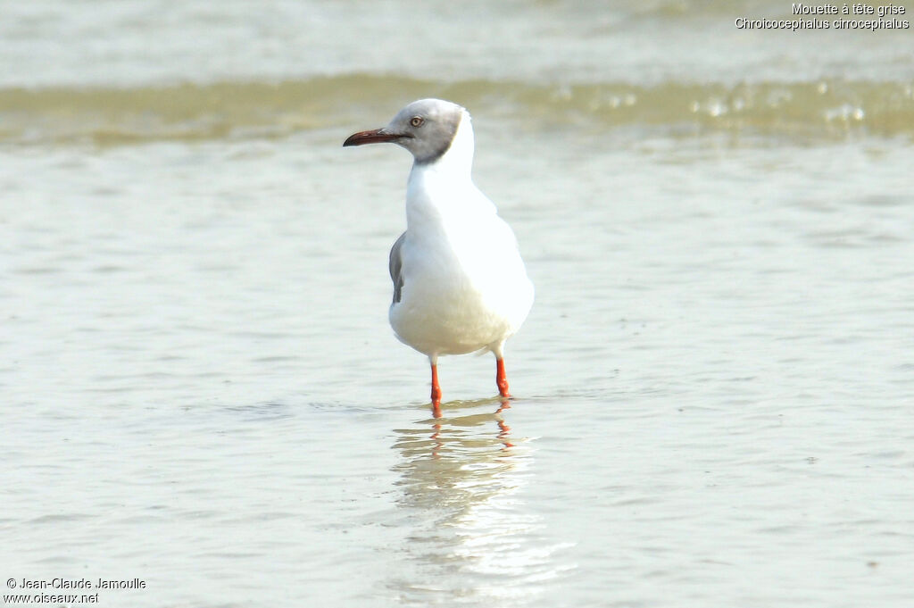 Grey-headed Gulladult, Behaviour