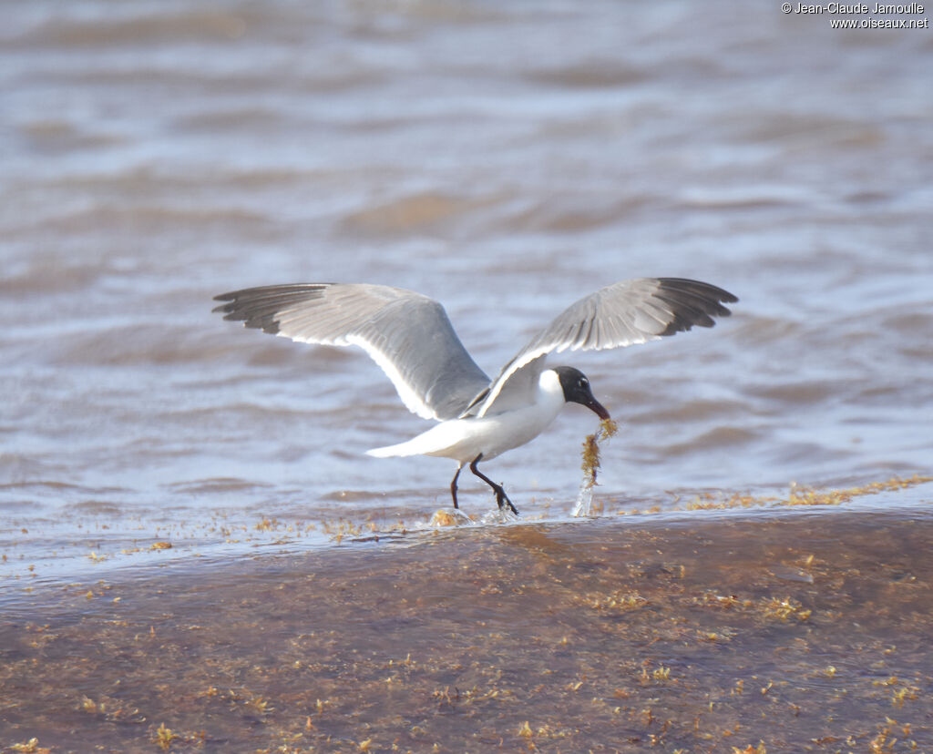 Mouette atricille2ème année