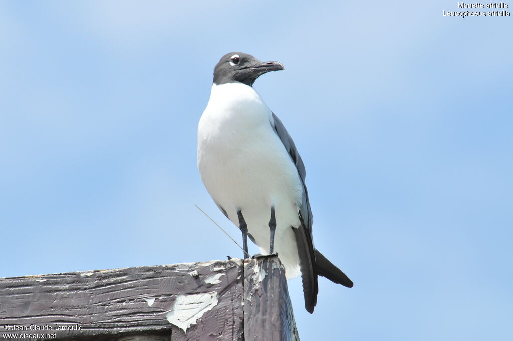 Laughing Gull, Behaviour