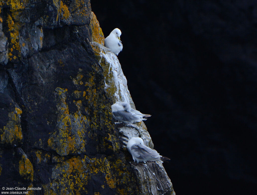 Mouette tridactyleadulte, Nidification