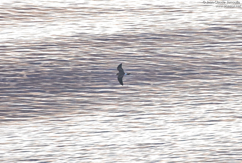 Leach's Storm Petrel