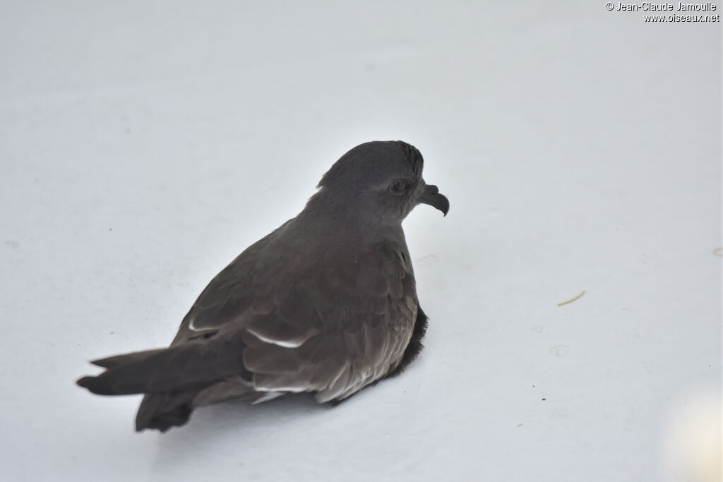 Band-rumped Storm Petrel