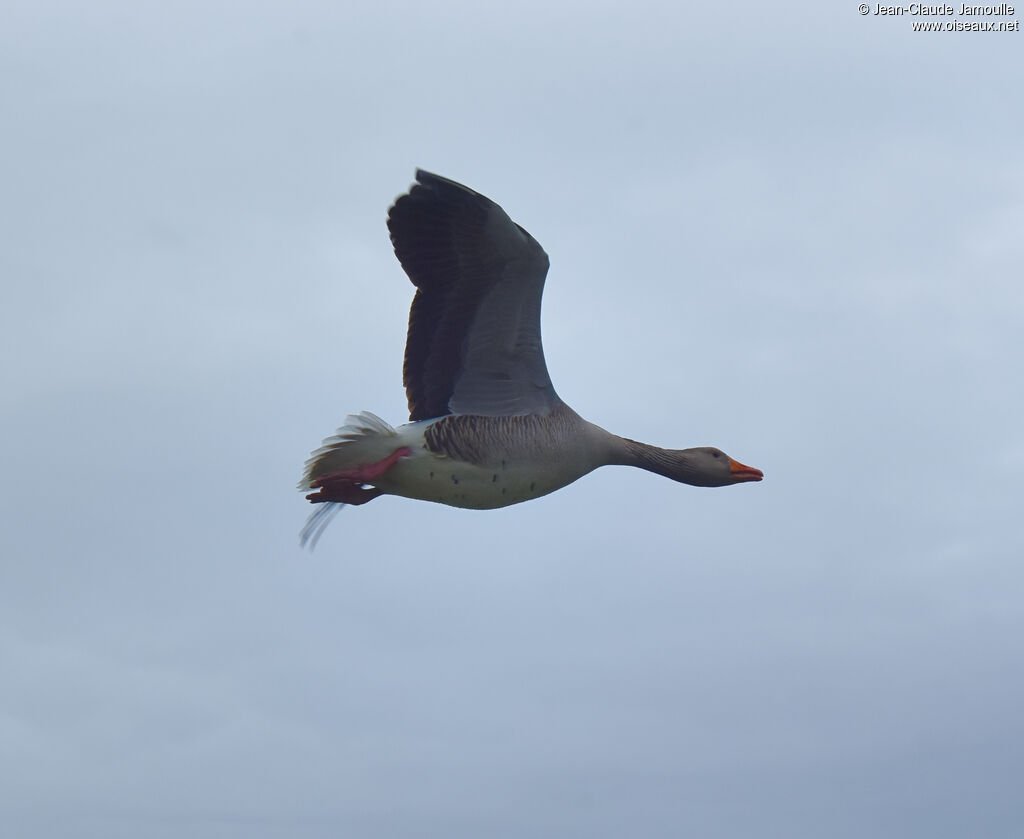 Greylag Goose