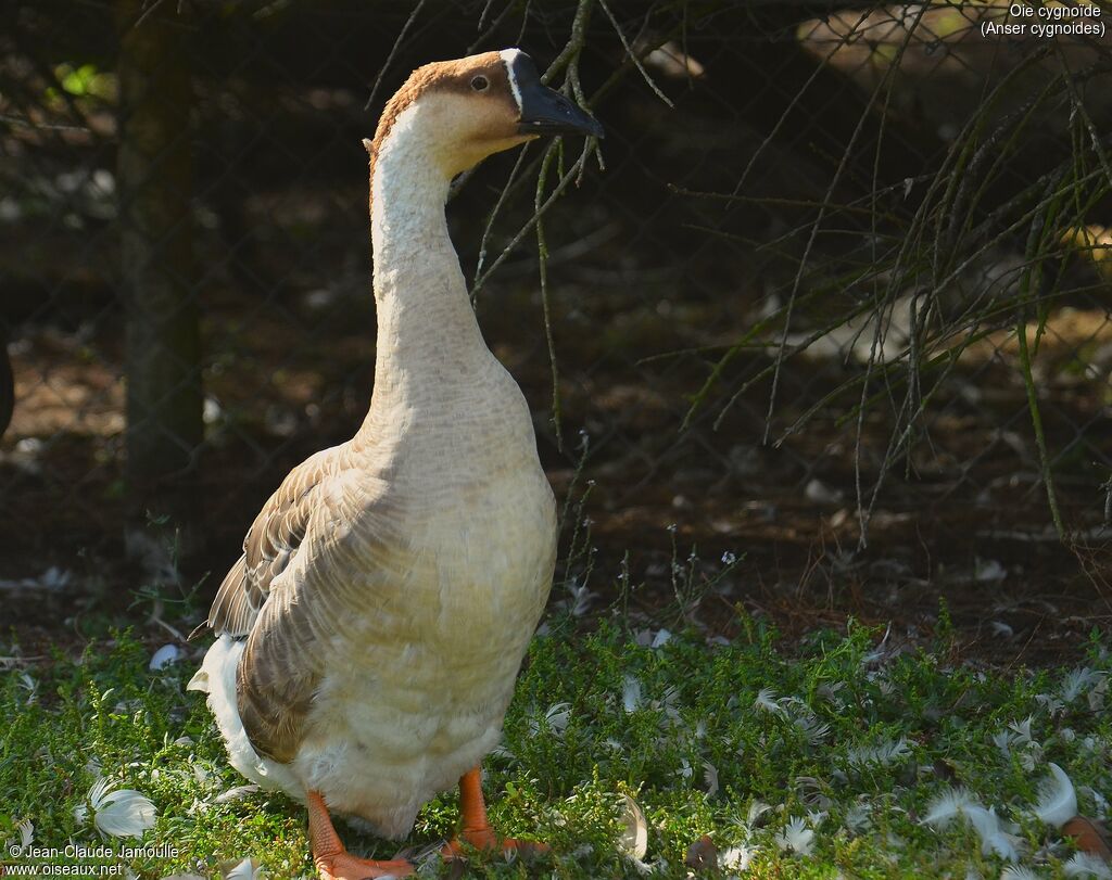 Swan Goose