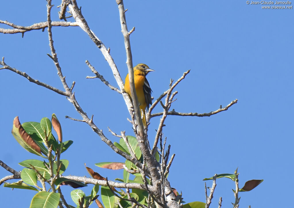 Baltimore Oriole female