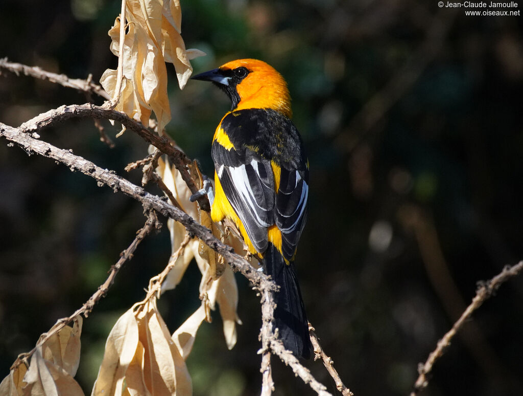 Spot-breasted Oriole