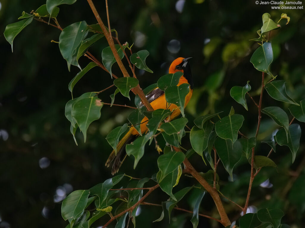 Oriole maculéadulte