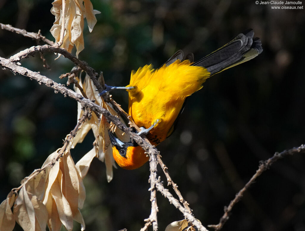 Spot-breasted Oriole