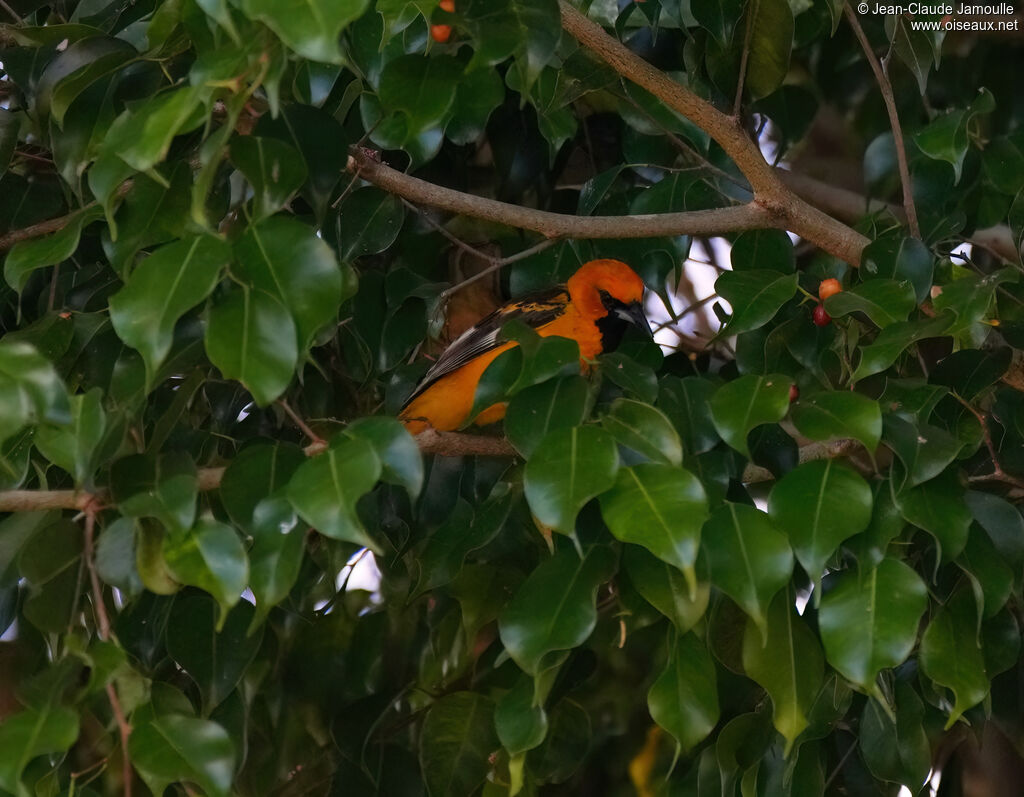 Oriole maculéadulte