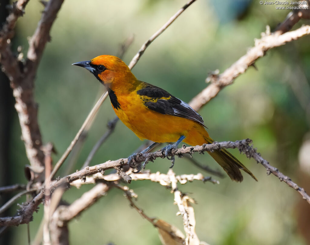 Spot-breasted Oriole