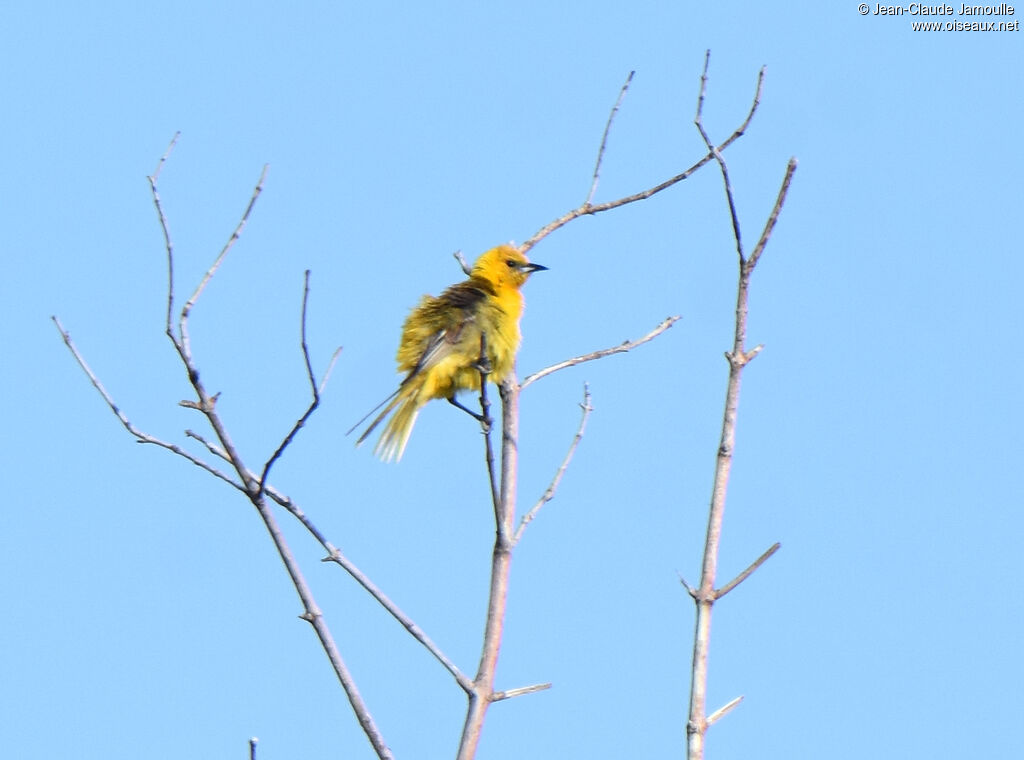 Hooded Orioleimmature