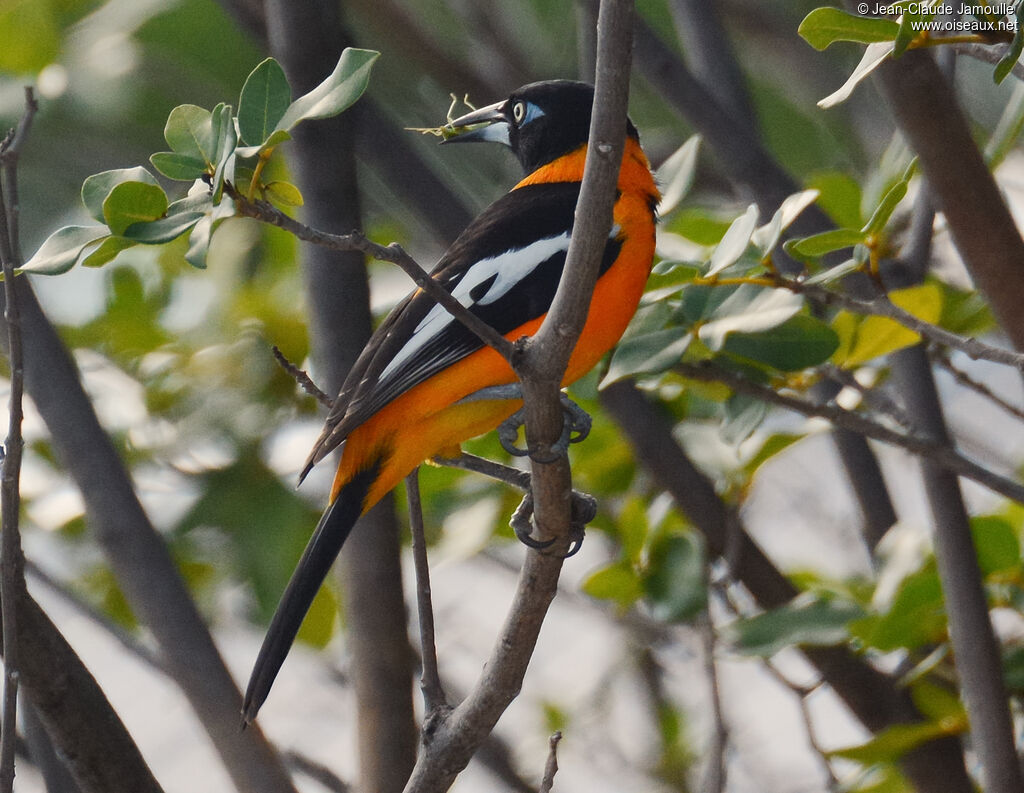Venezuelan Troupialadult, identification, aspect, Flight, feeding habits, eats