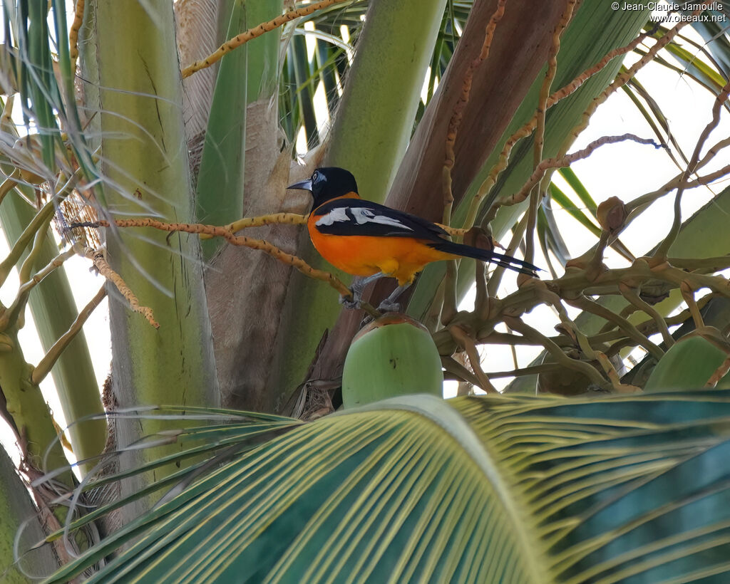Oriole troupialeadulte